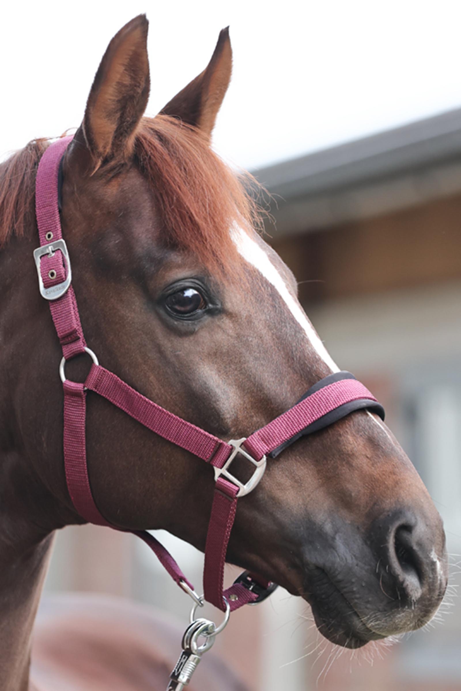 Kavalkade Classic Simple halster