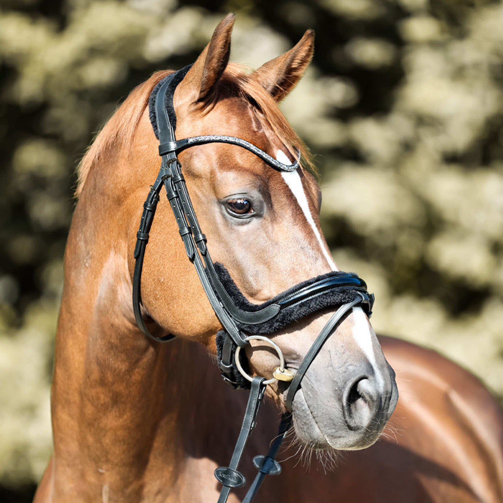 Kavalkade Ivella KavalSH4 Hoofdstel