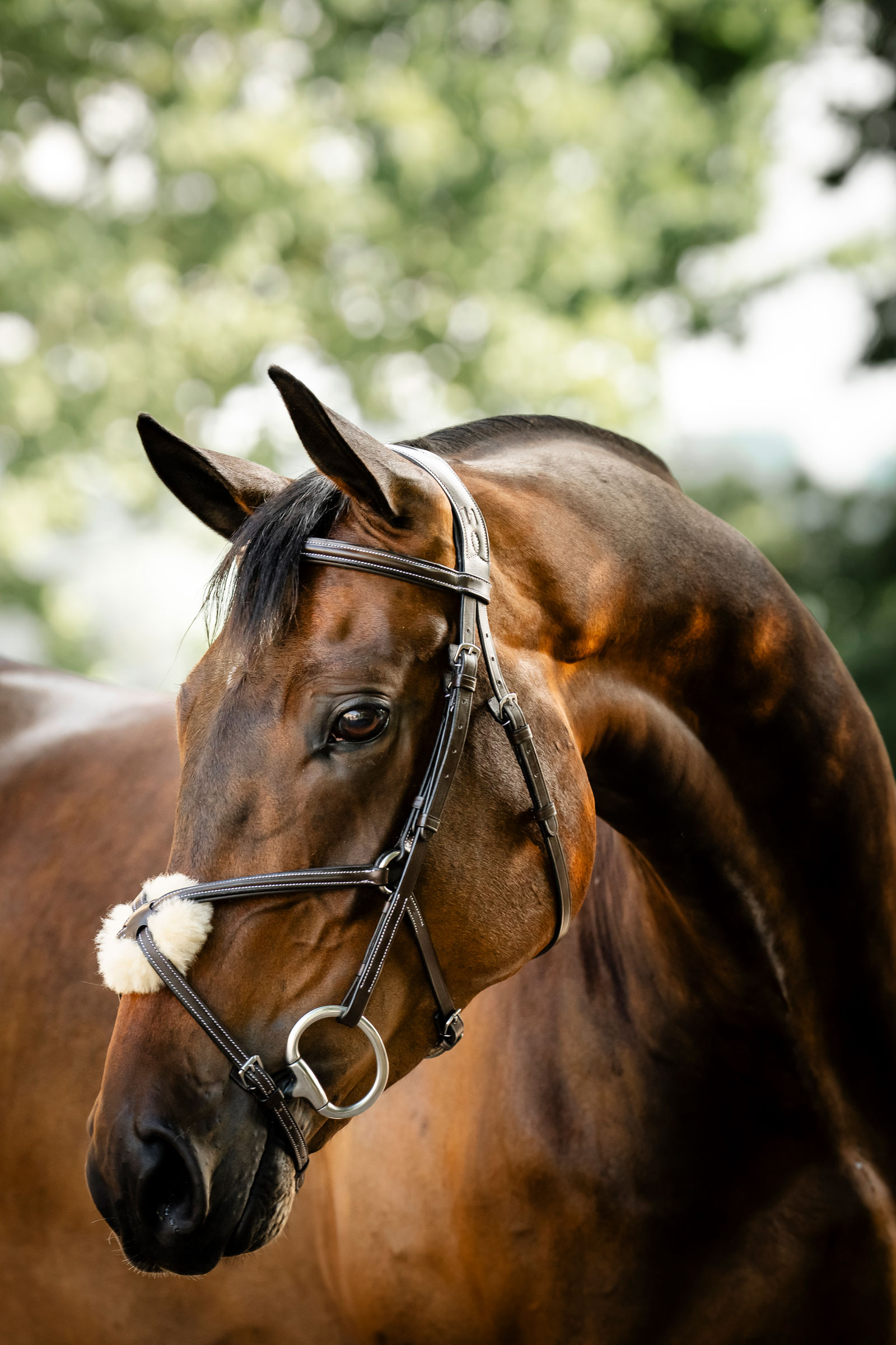 Horseware hoofdstel met figuur-8 neusriem