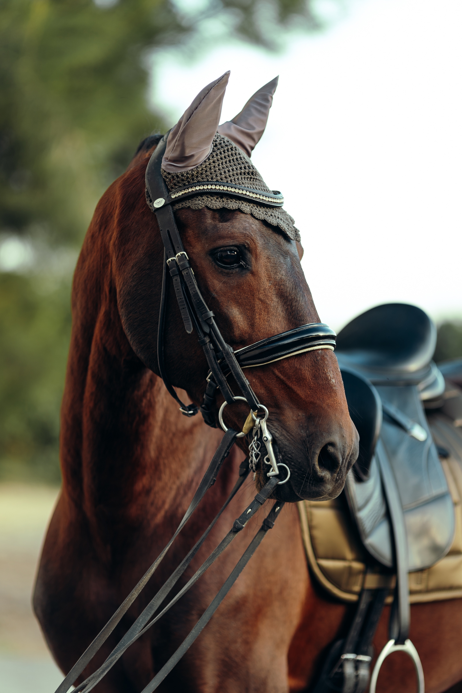 B Vertigo Drew Oornetje