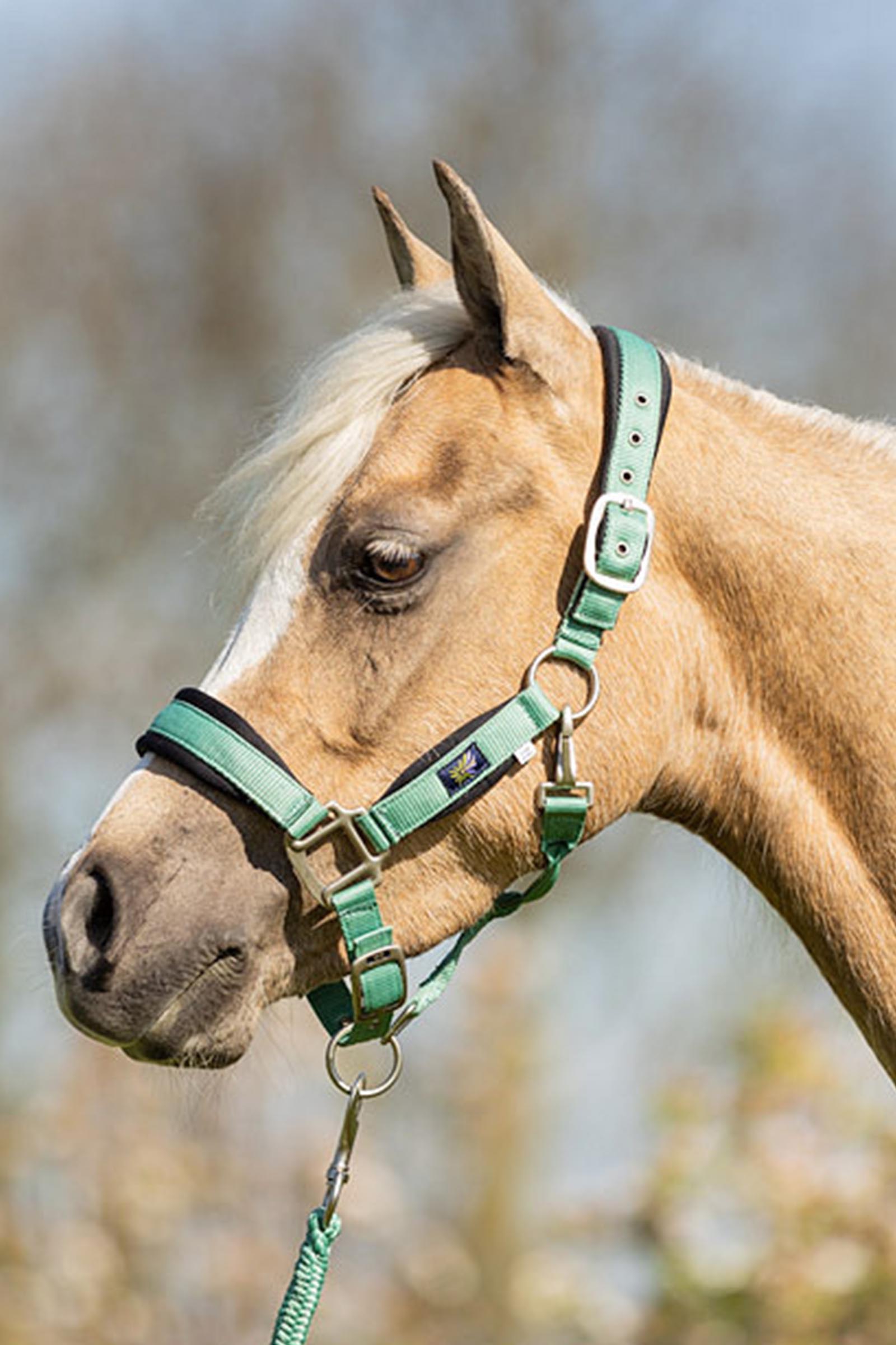 BR halster voor pony / mini horse met halstertouw