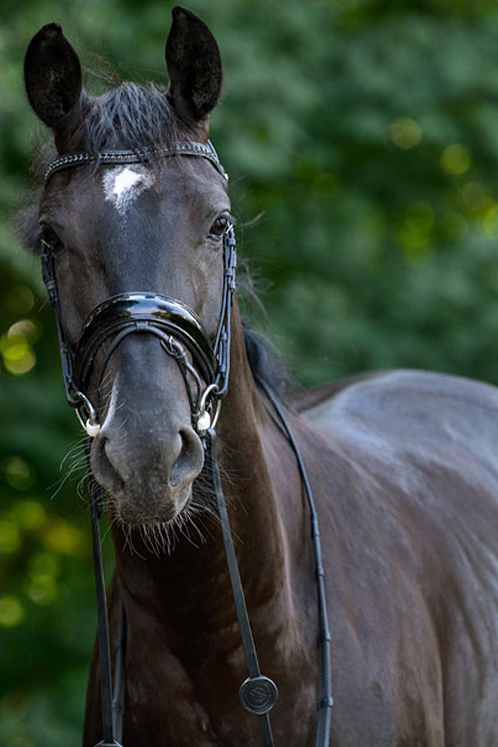 Trust Equestrian Rotterdam Large Patent Crank Bridle