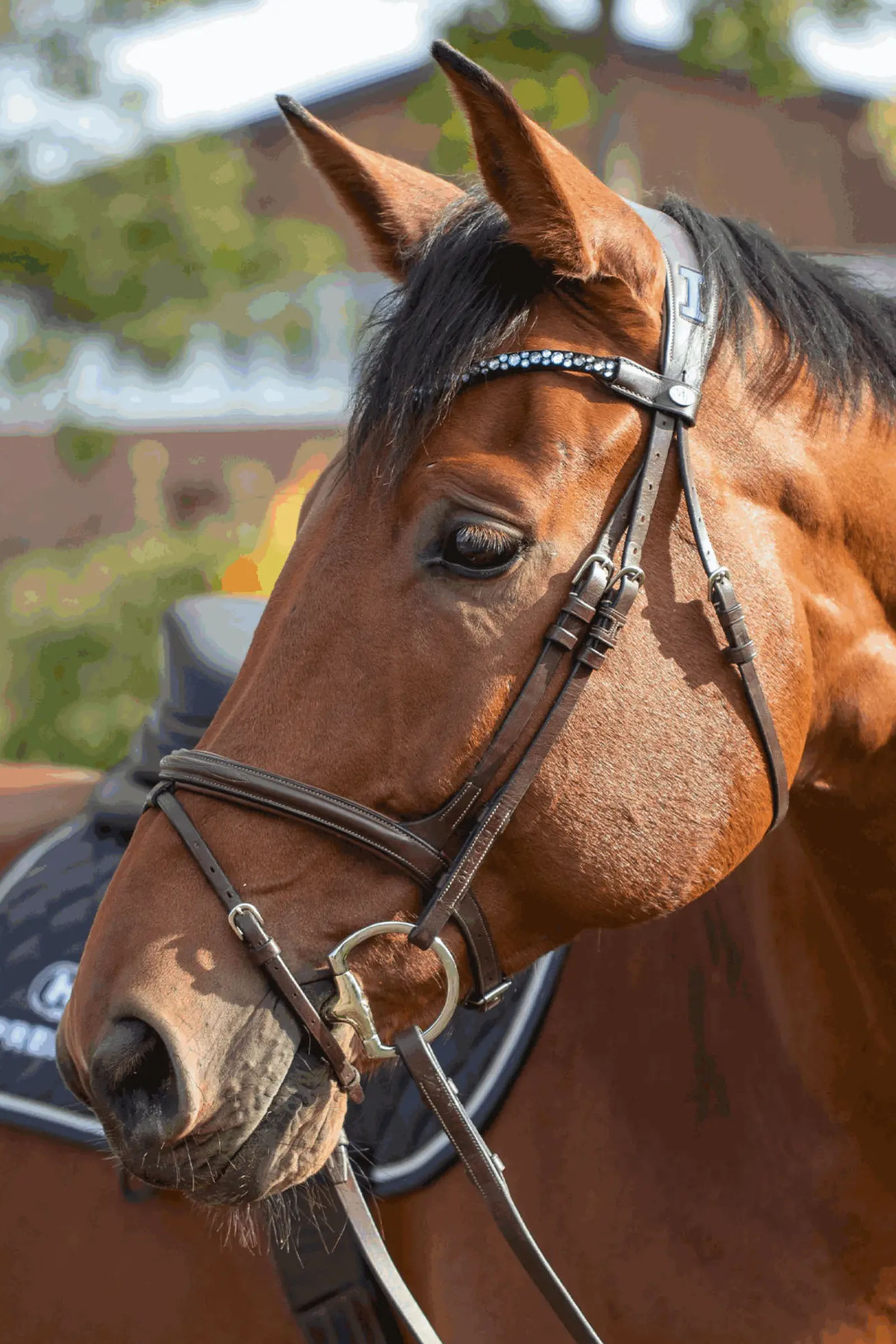 Sprenger Novocontact olijfkopbit D-ringen, enkel gebroken, 14 mm, Sensogan