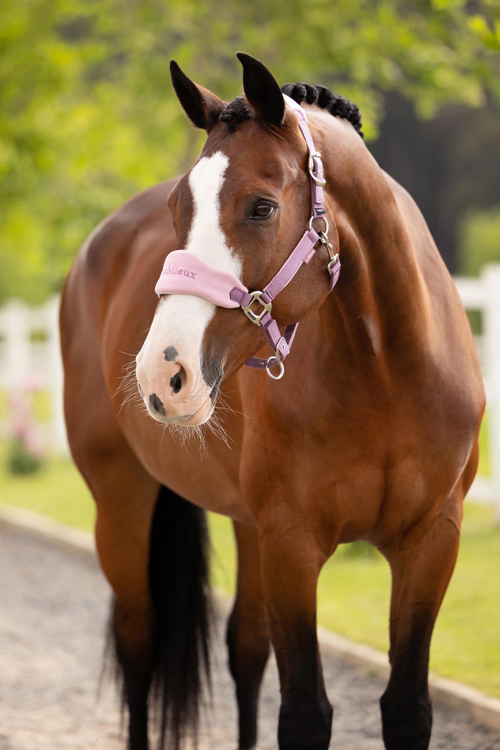 LeMieux Vogue halster en touw set