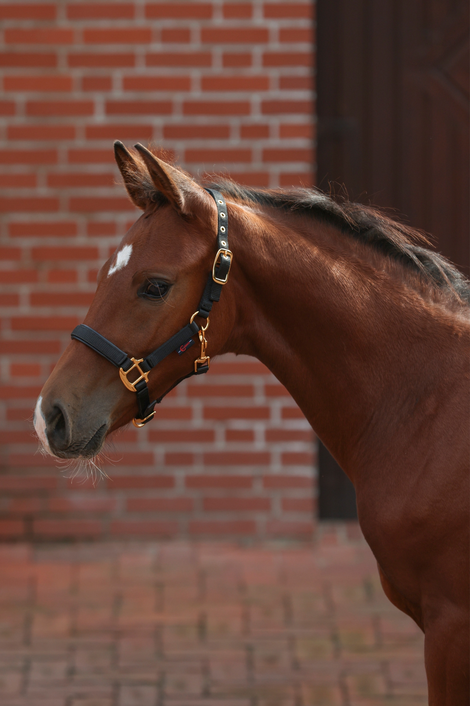 Covalliero TopLine veulenhalster