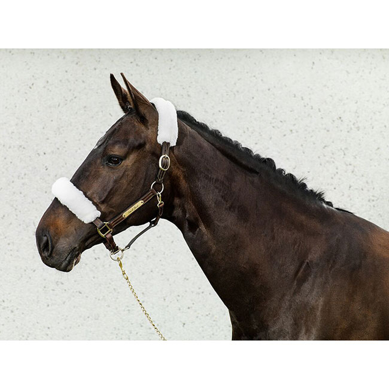 Back on Track Halsterhoezen