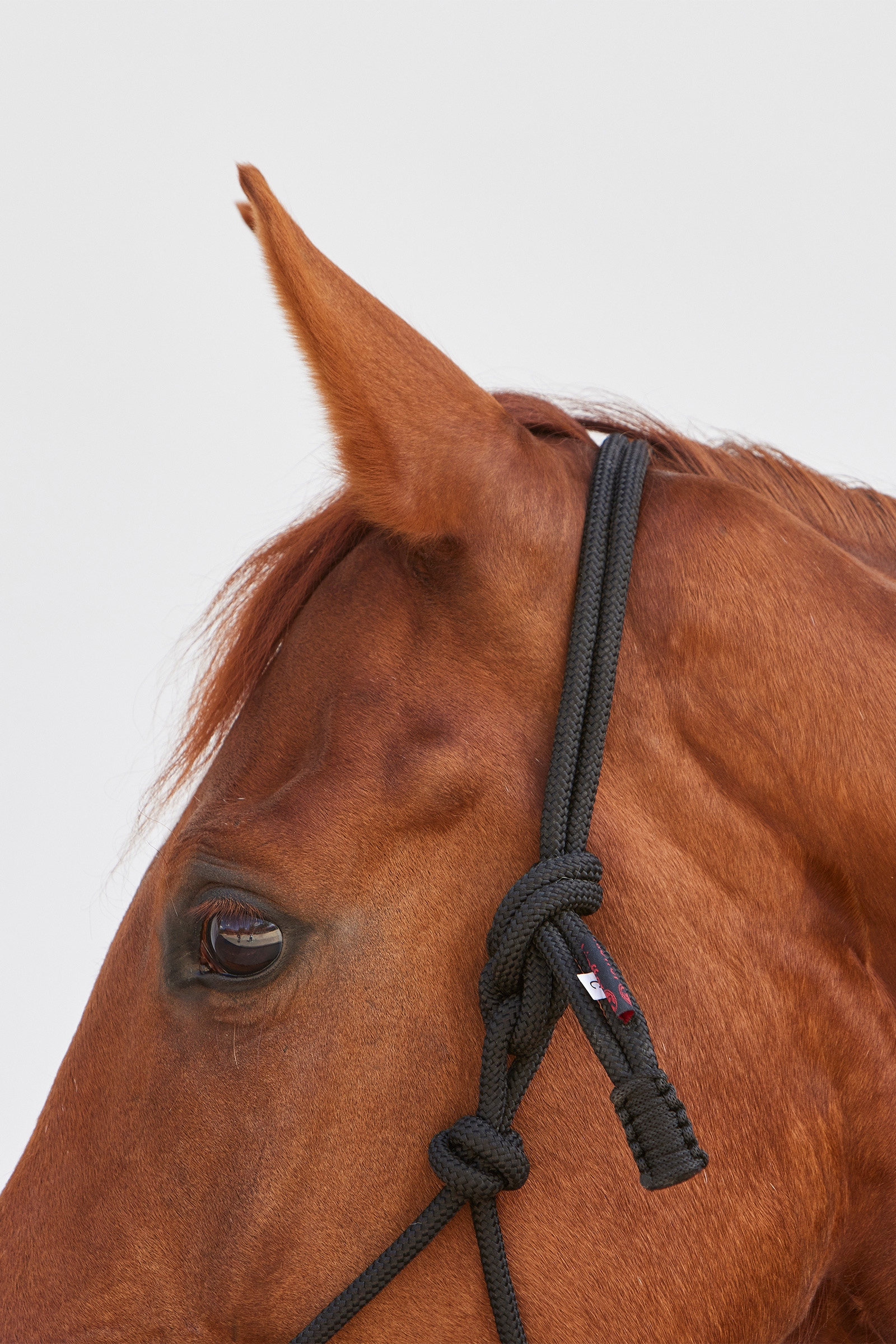 Kieffer Ruby touwhalster