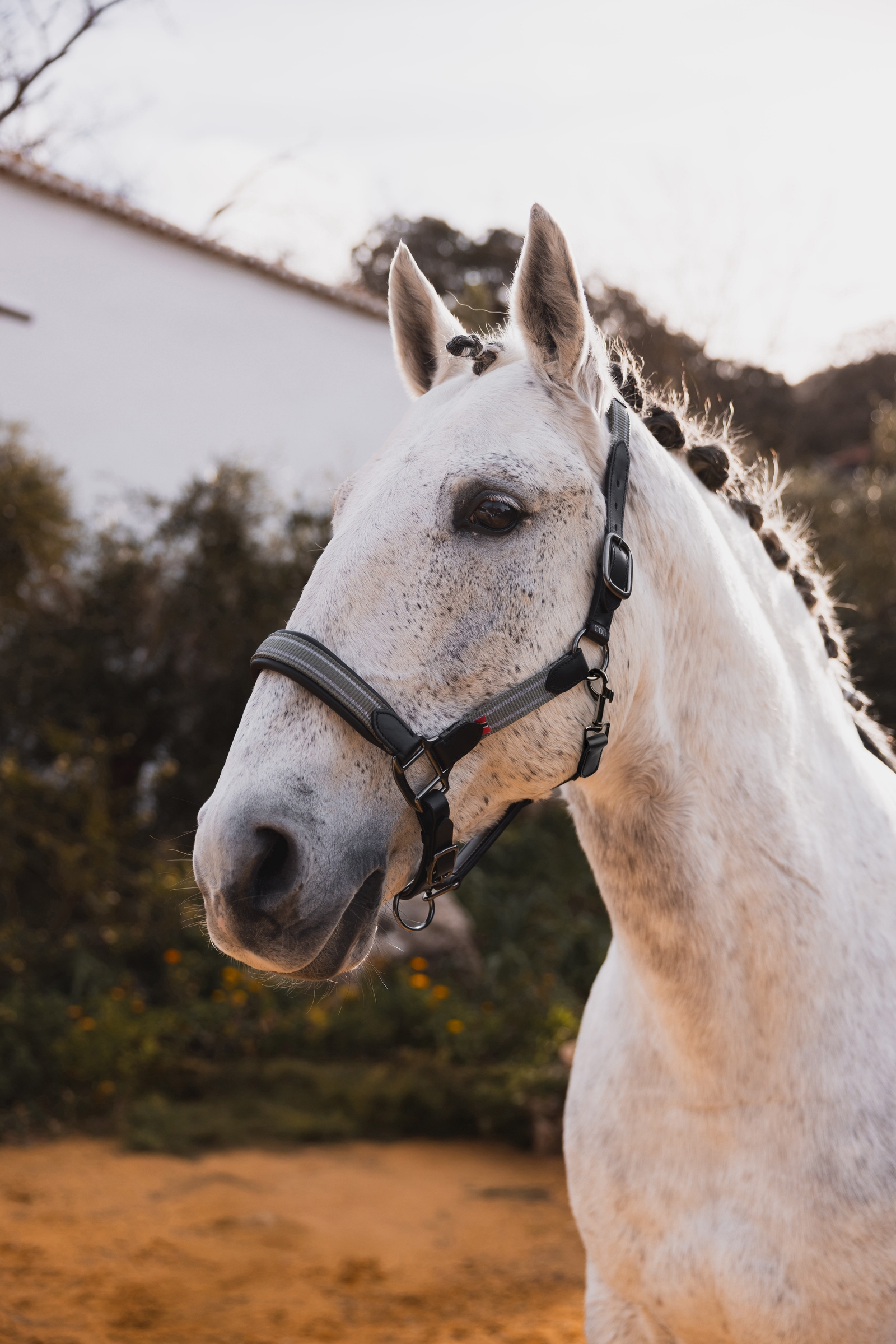 B Vertigo Lennox leren halster