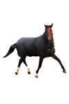 Horseware Trot Plus Outdoordeken met afneembaar halsdeel, 350g