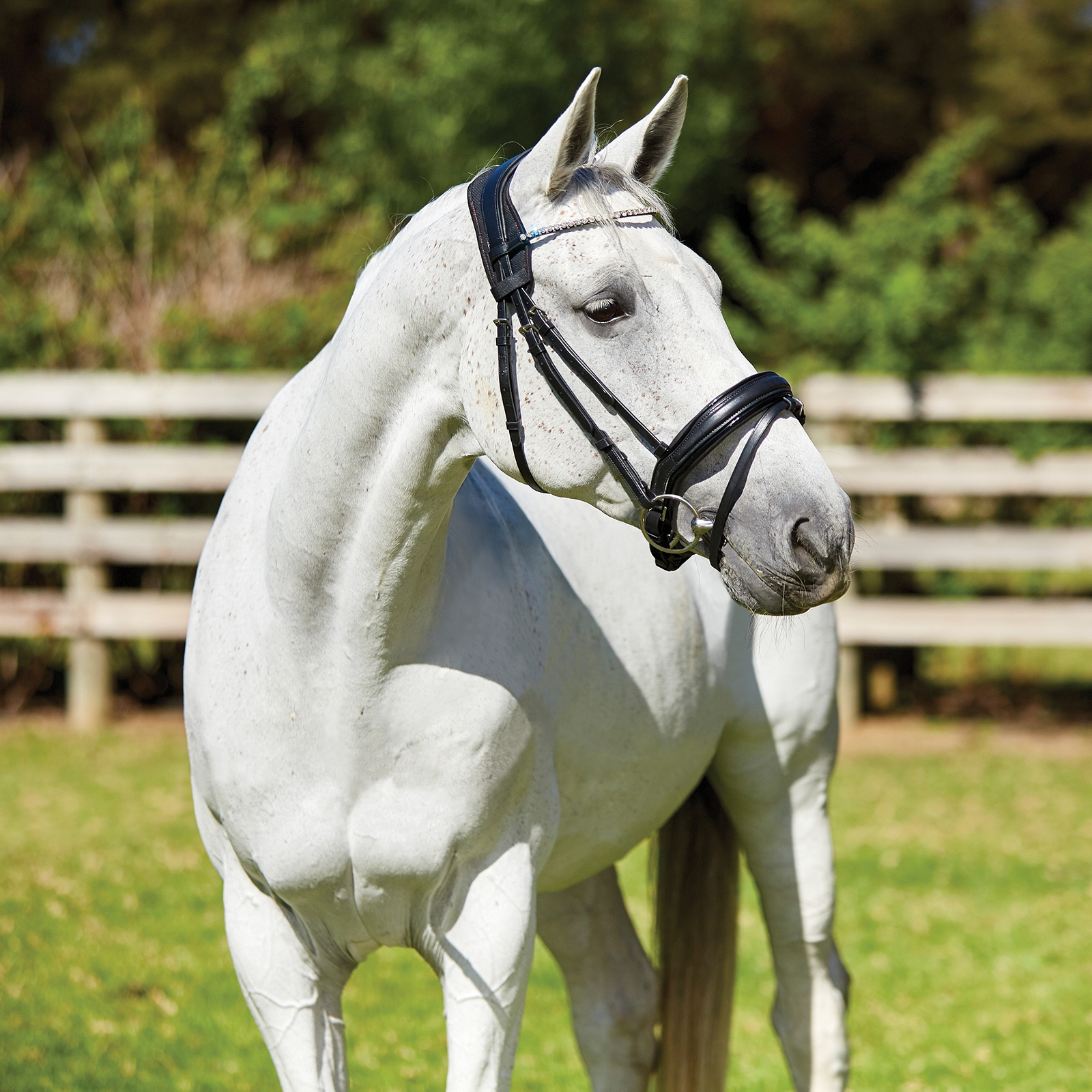 Weatherbeeta Therapy-tec Anatomisch Keel Pad