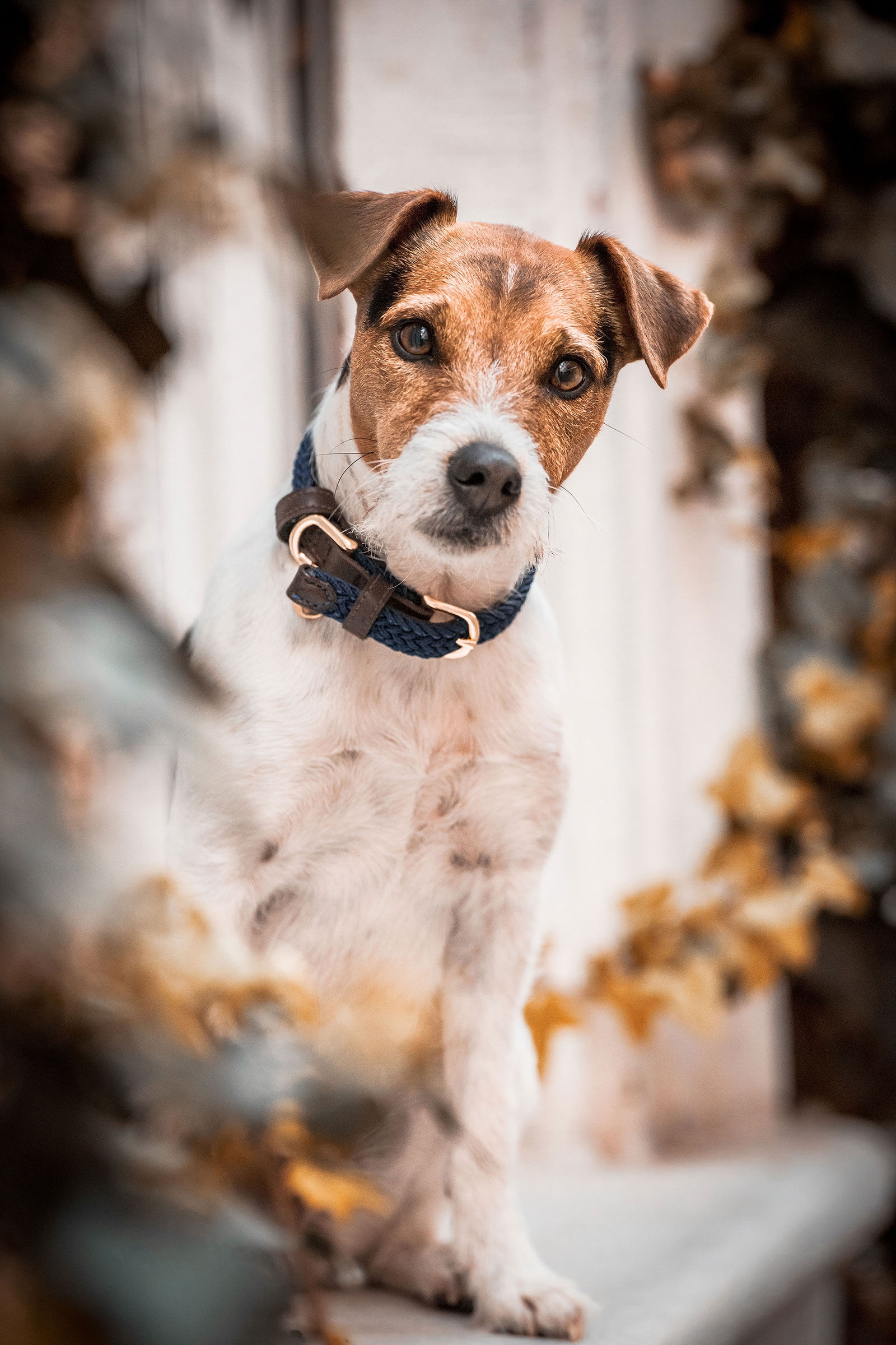 Kentucky Dogwear Gevlochten Nylon Hondenhalsband