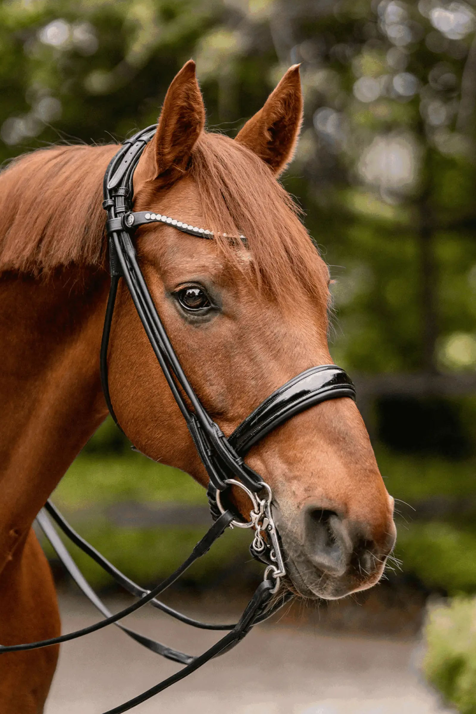 Sprenger Novocontact Weymouth 14mm Sensogan met 5cm roestvrijstalen scharen