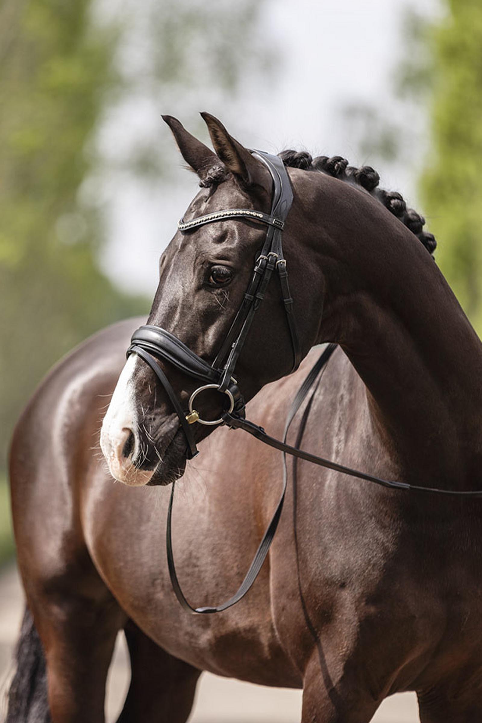 ANKY Comfort Line Hoofdstel met Teruggesneden Kopstuk