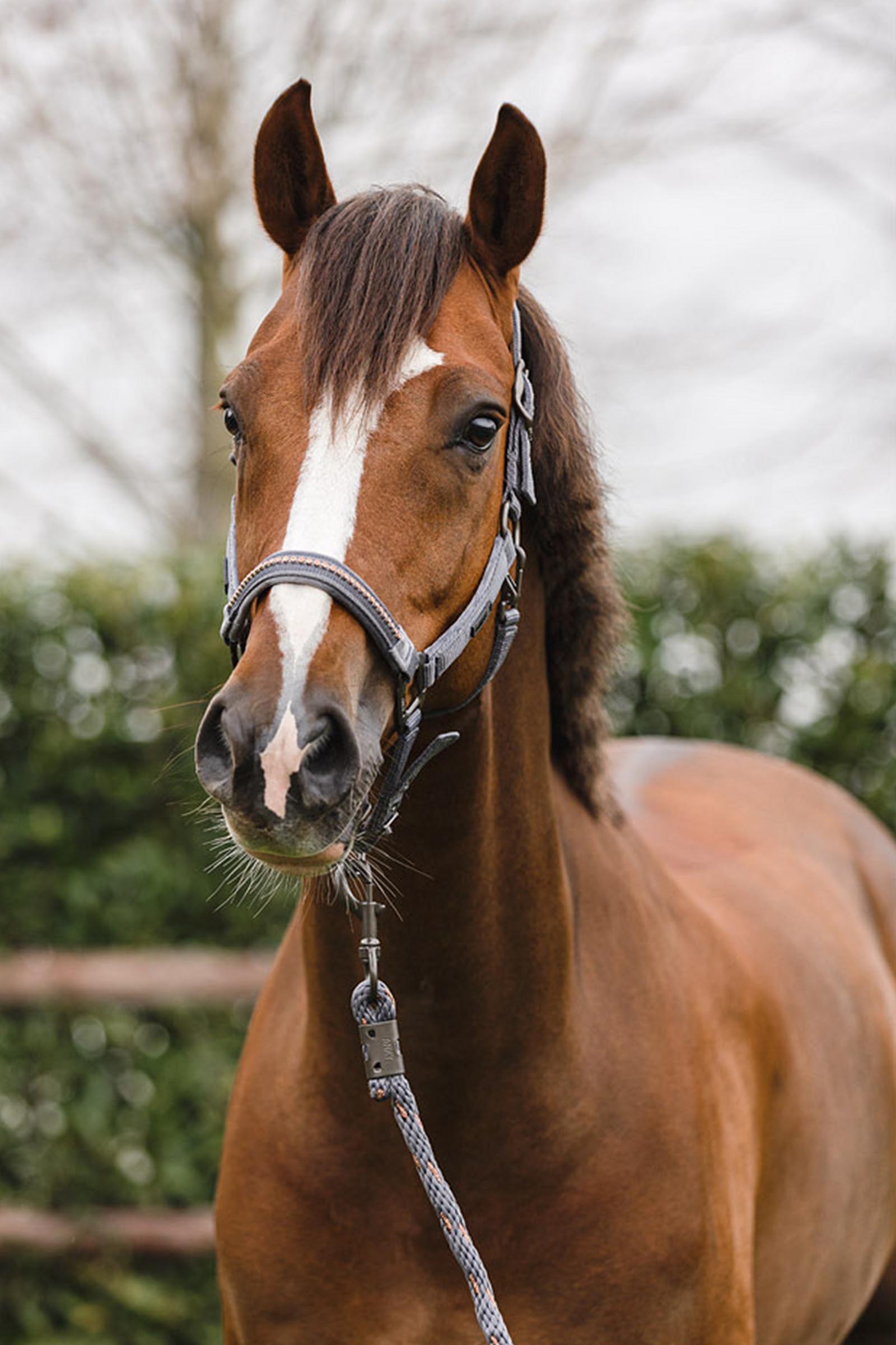 ANKY Stones Halster en Touw Set