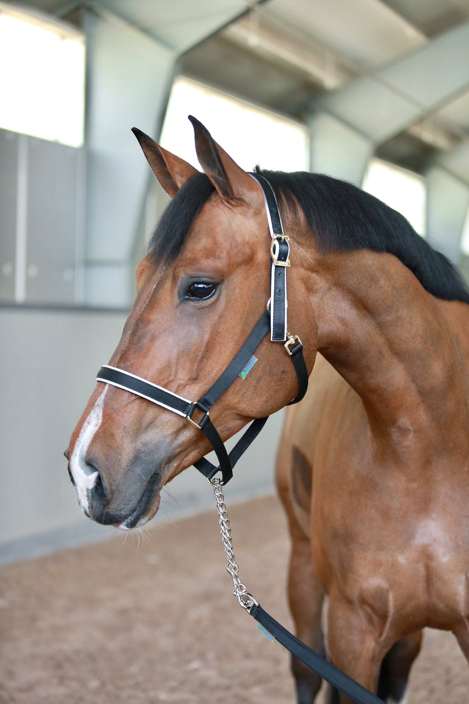 Bucas Stallion leiband met ketting