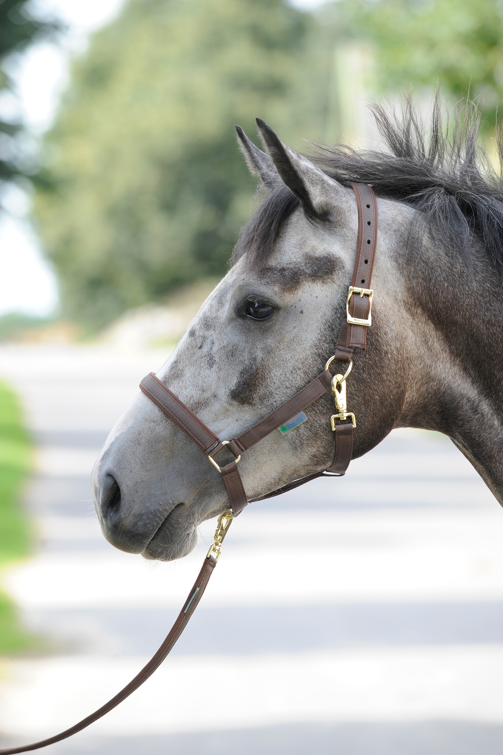 Brown/Brown Bucas Dublin, Luxe Onderlegde Halster