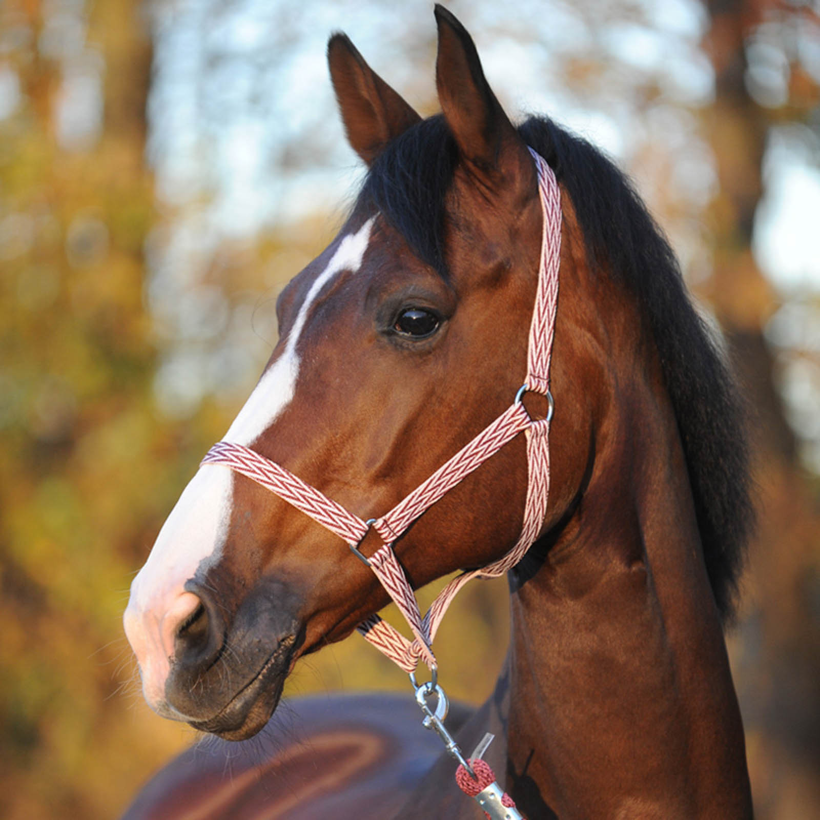 Kavalkade Simple Halster