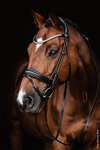 Schockem&ouml;hle Sports Satchmo Bridle - Isabell Werth Collection