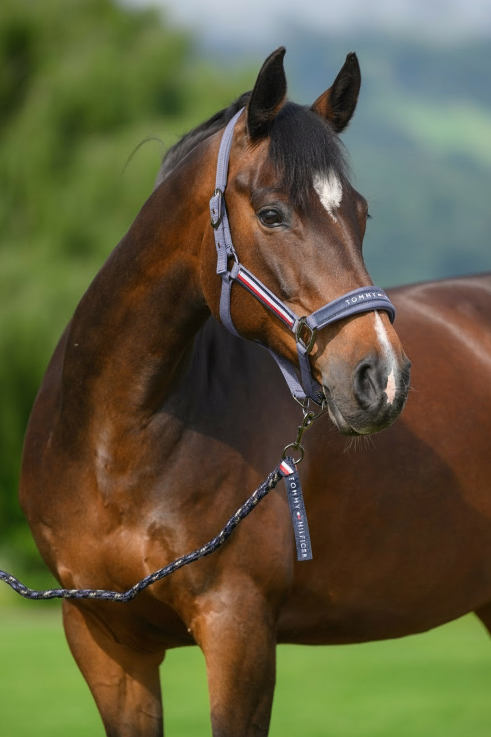 Faded Indigo Tommy Hilfiger Equestrian Yale halster- en halstertouwset