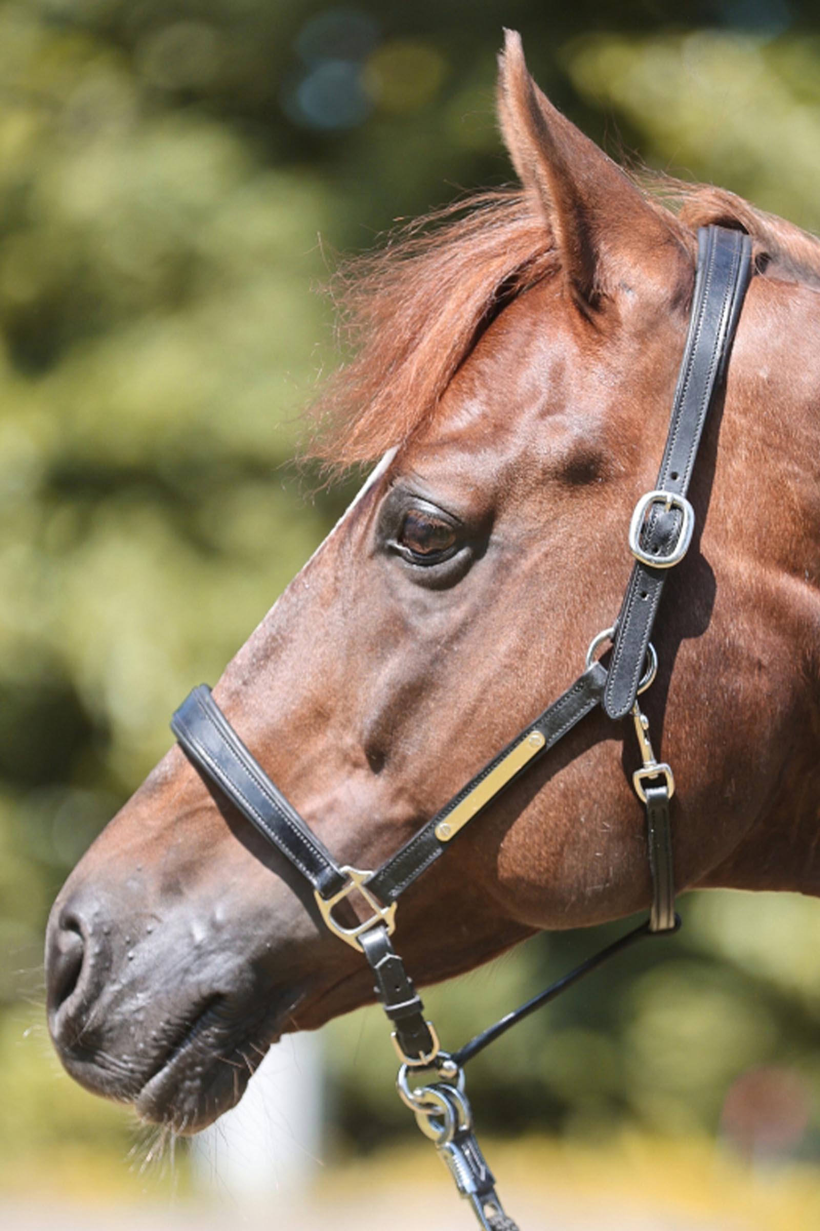 Kavalkade Bennet leren halster