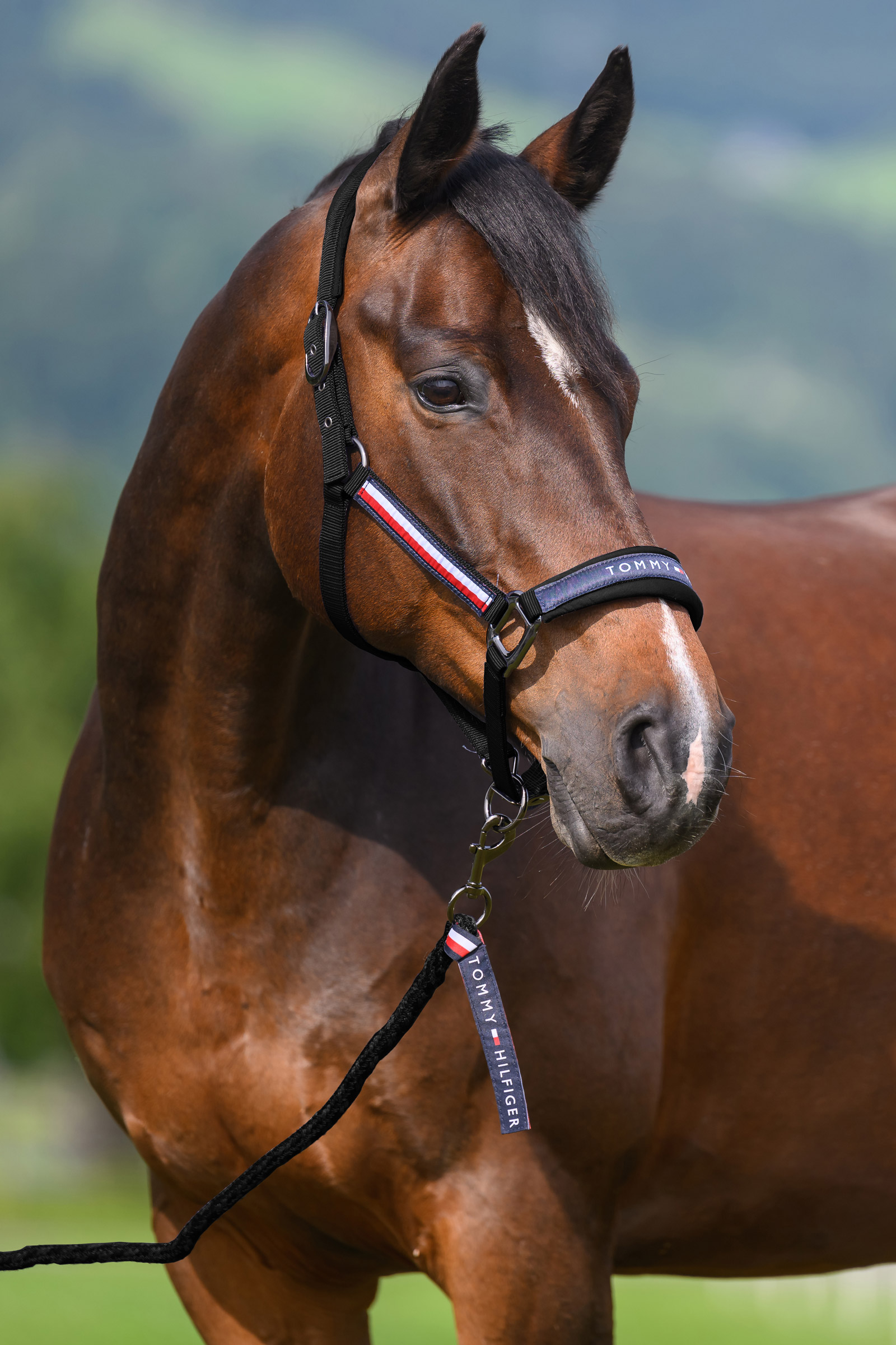 Black Tommy Hilfiger Equestrian Yale halster- en halstertouwset