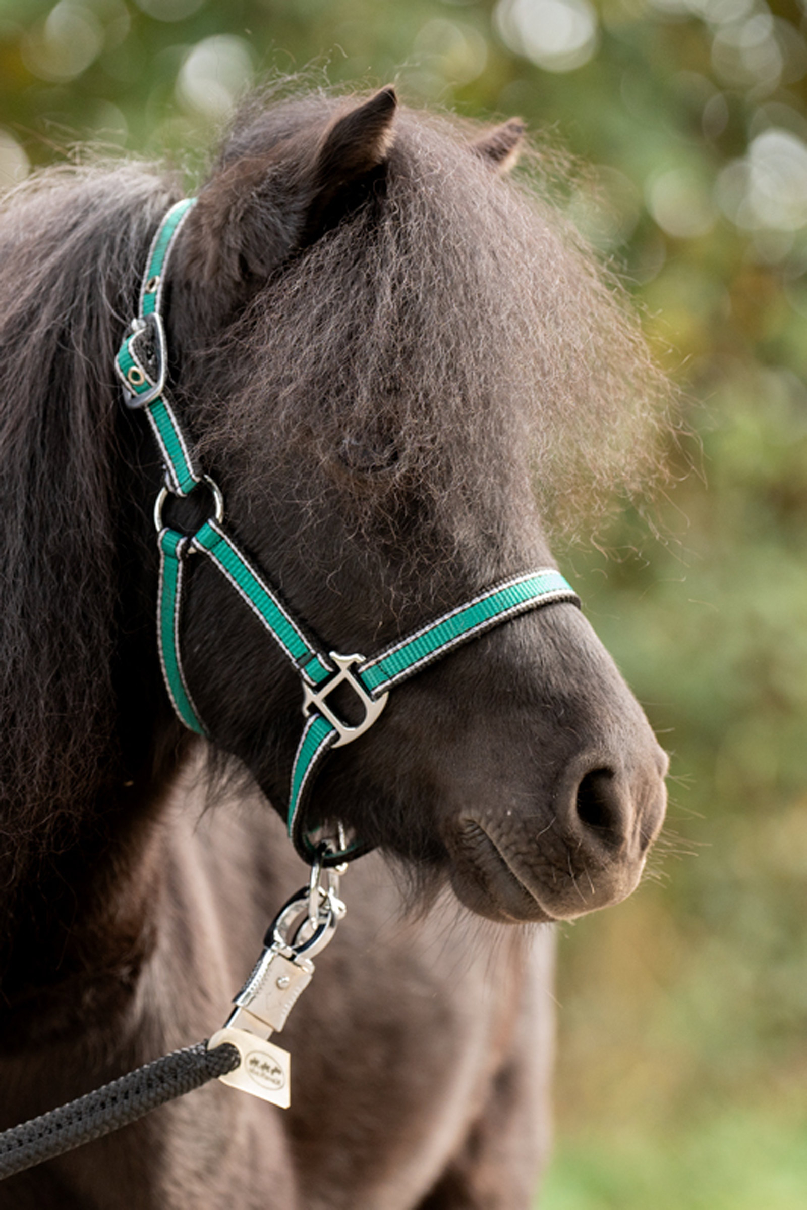 Kavalkade Shorty Halster voor Shetlandpony's