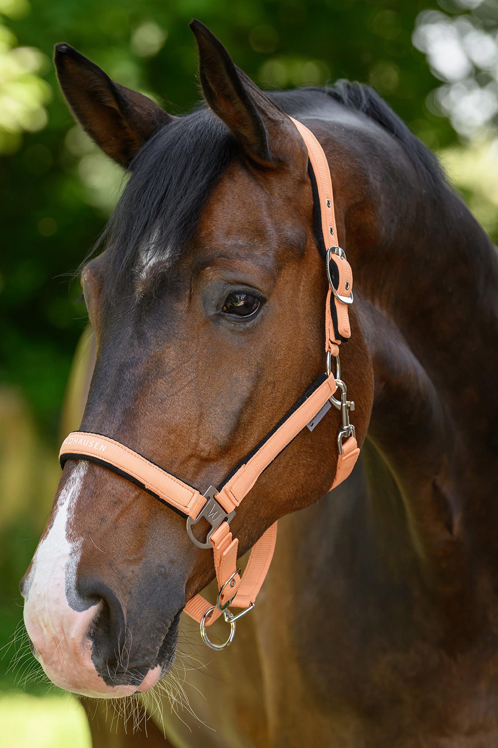 Waldhausen Athletic Halster