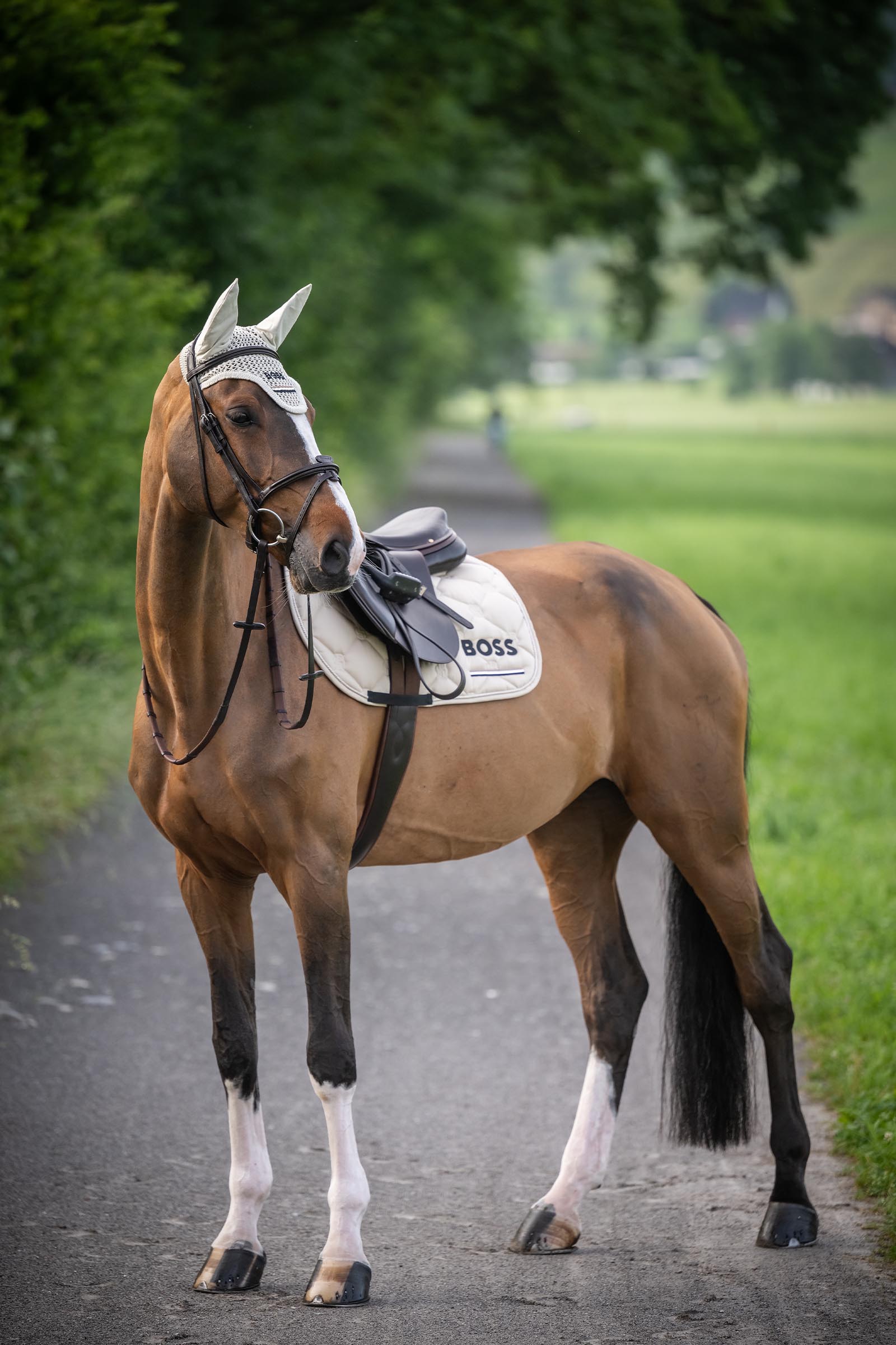 Boss Cheltenham springzadeldek