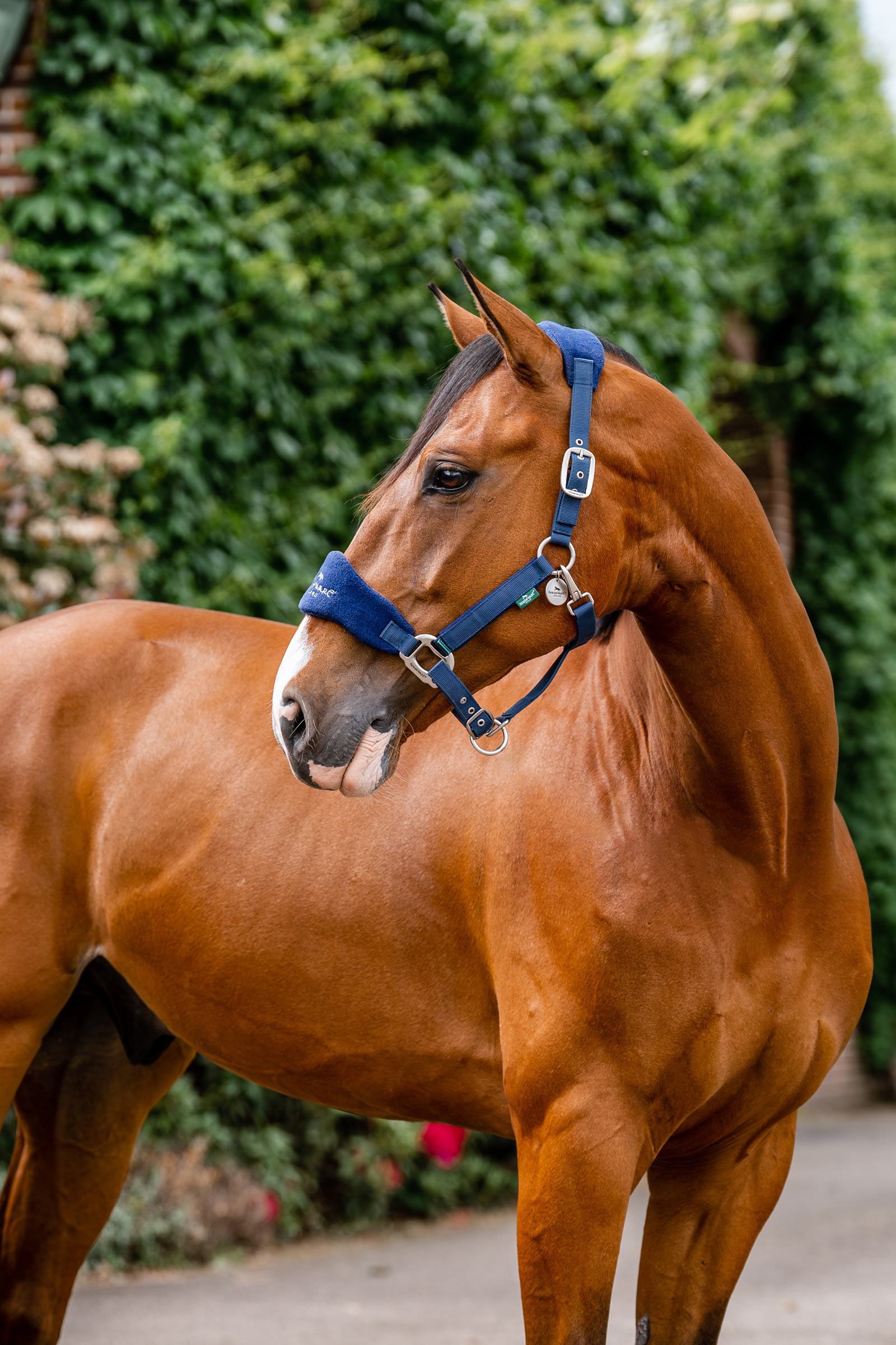 Horseware Signature Verzorgingshalster