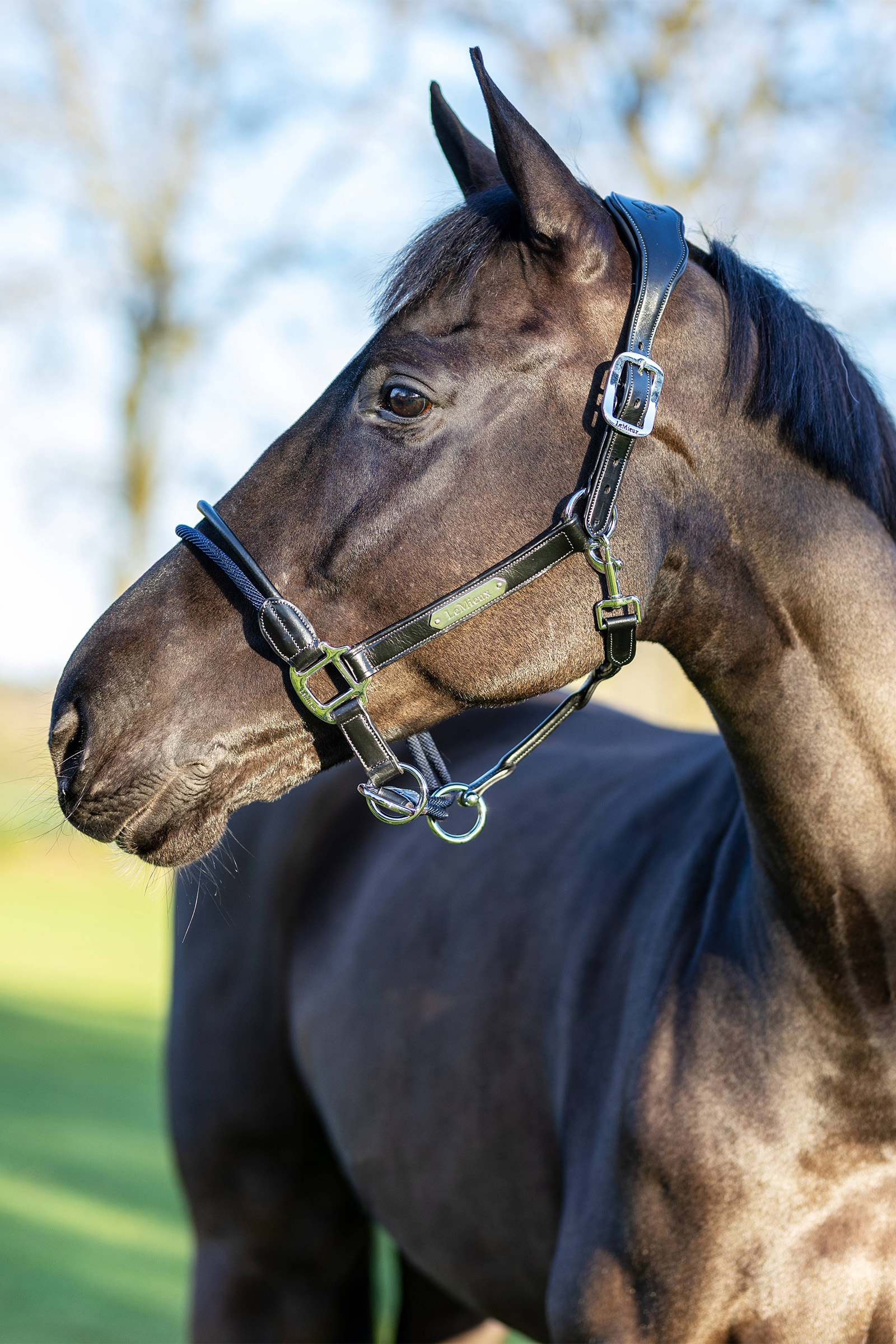 LeMieux Rope Control halster