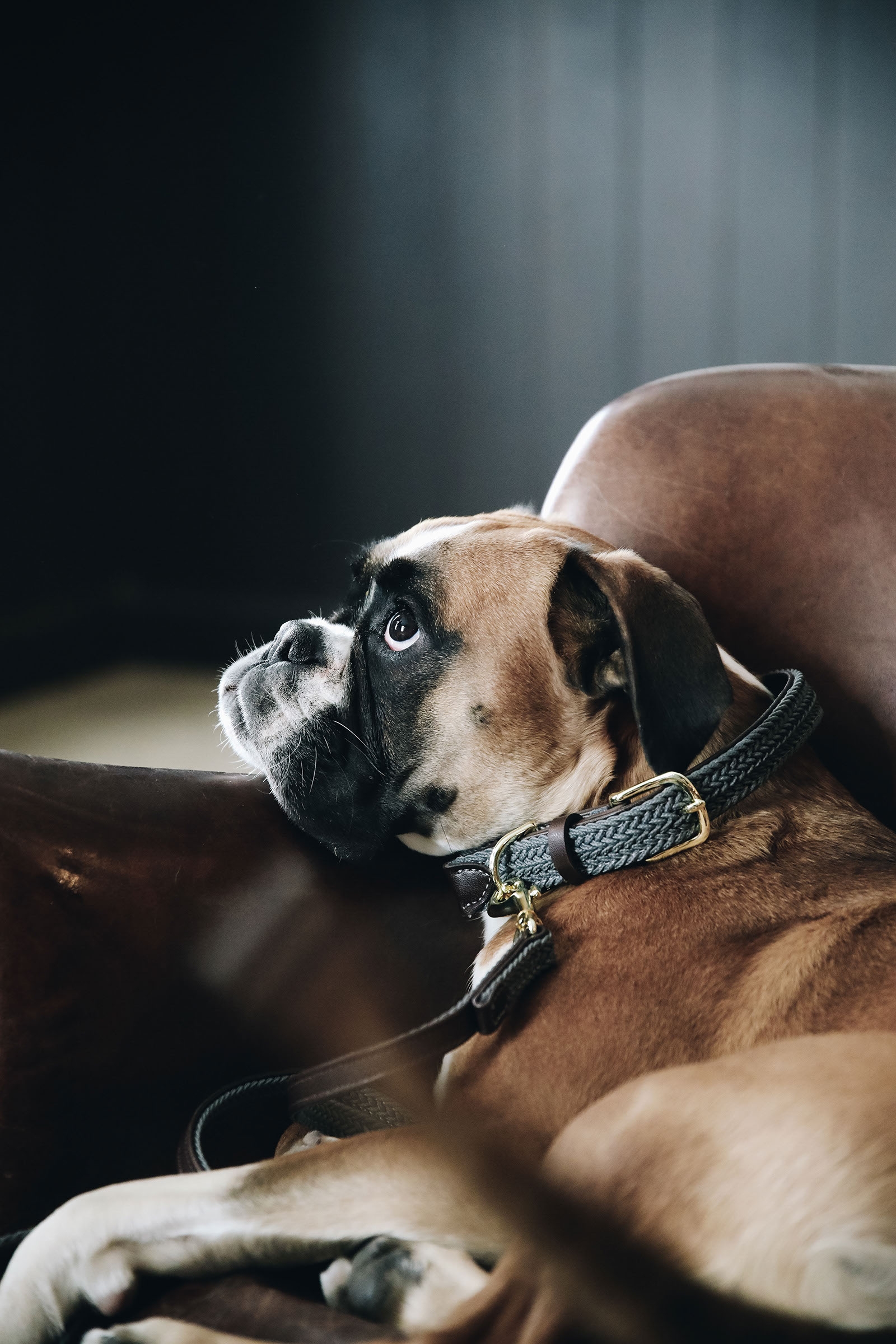 Grey Kentucky Dogwear Gevlochten Nylon Hondenhalsband