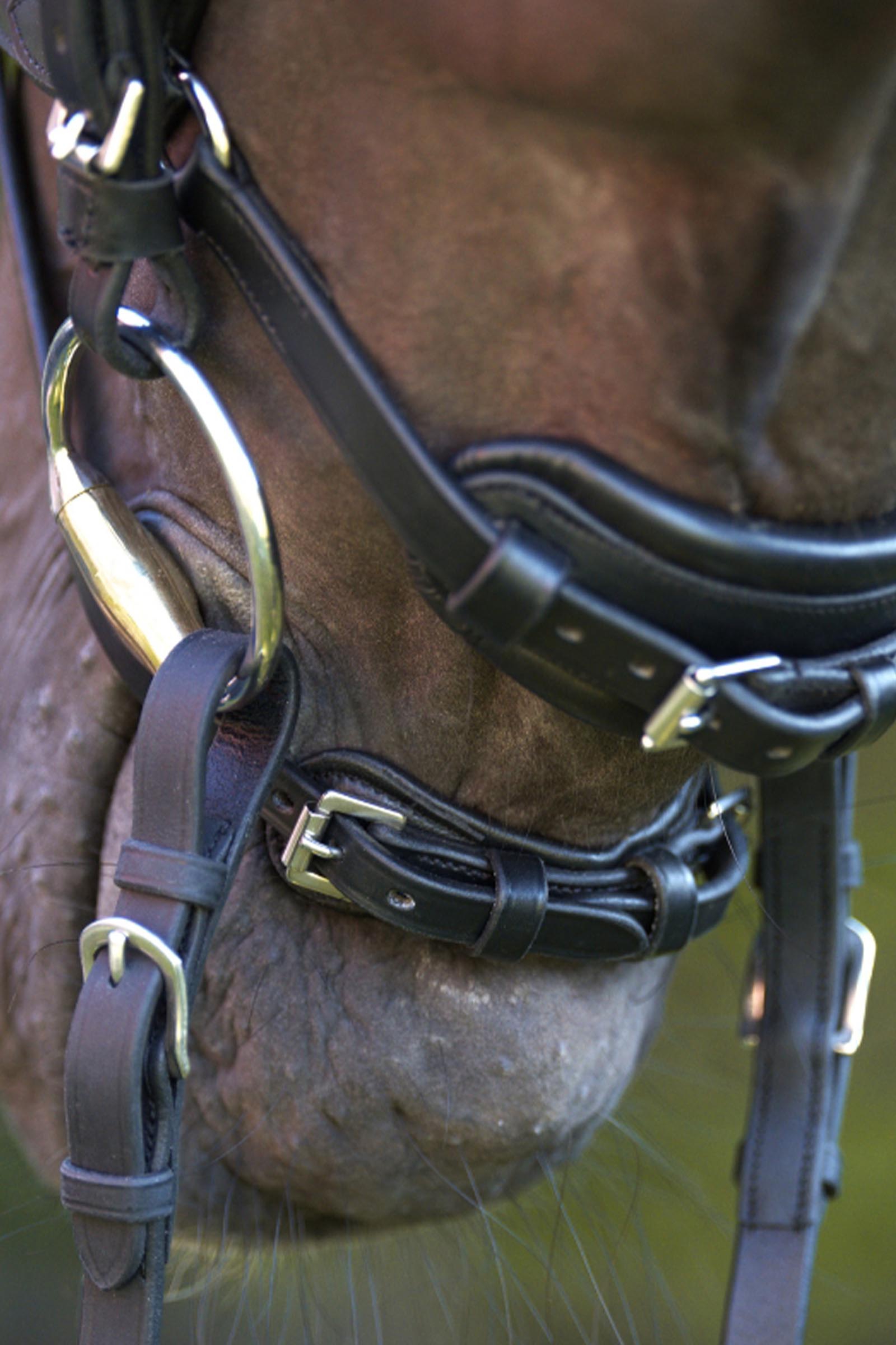 Kavalkade Cajus hoofdstel Engels gecombineerd anatomisch