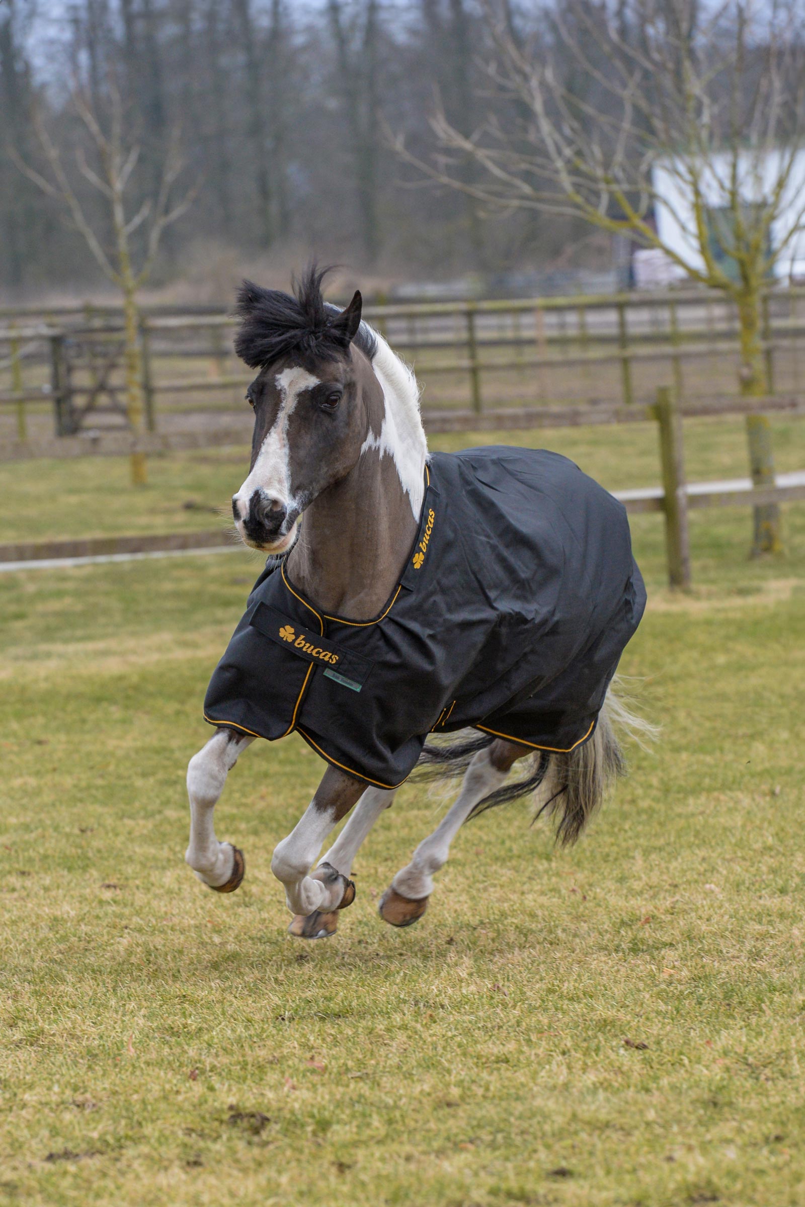 Bucas Irish Pony outdoordeken, 50g