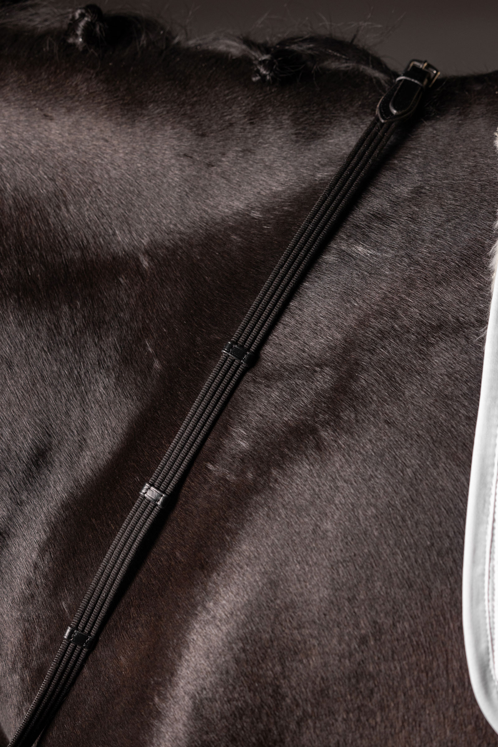 LeMieux Continental webband-teugels