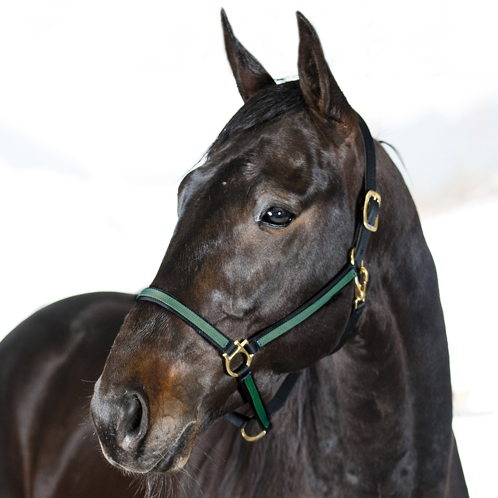 Black/Dark Green Finntack Pro Synthetic Yankee Nylon Halter