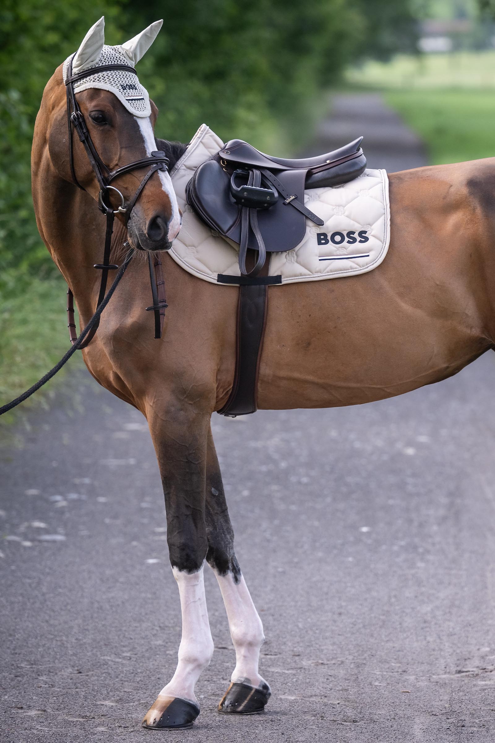 Boss Cheltenham springzadeldek