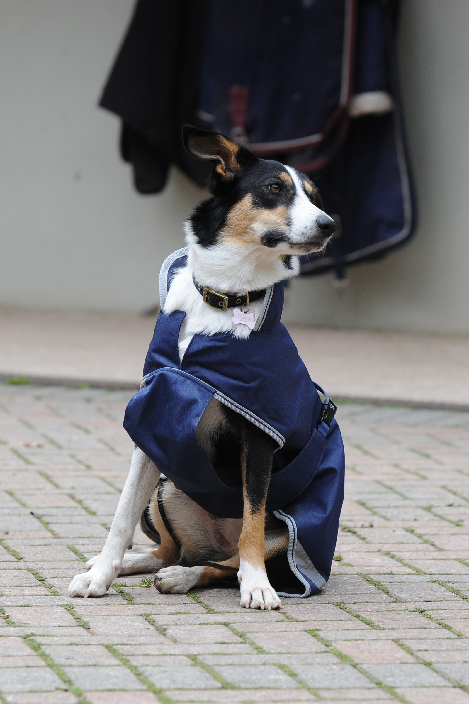 Bucas Freedom Hondendeken, 300g (50-75 cm)