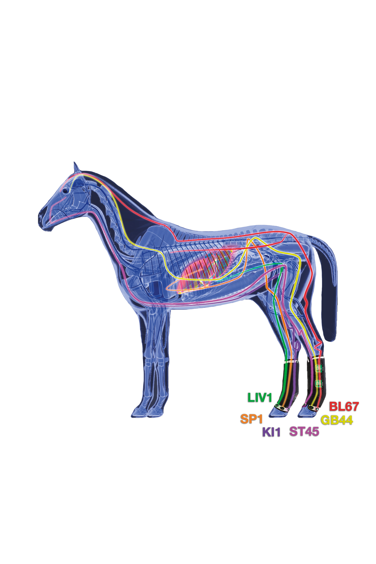 Zandona Air Therapeutische Support Beschermers, achter