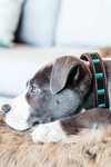 Kentucky Dogwear Hondenhalsband met Parels