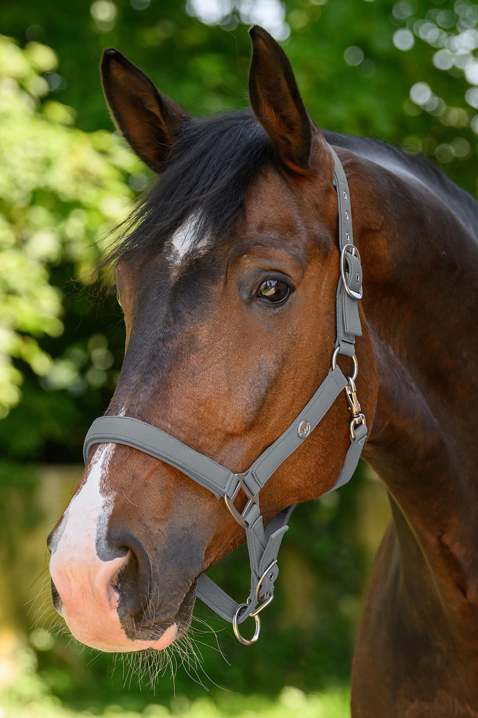 Waldhausen Trinidad halster