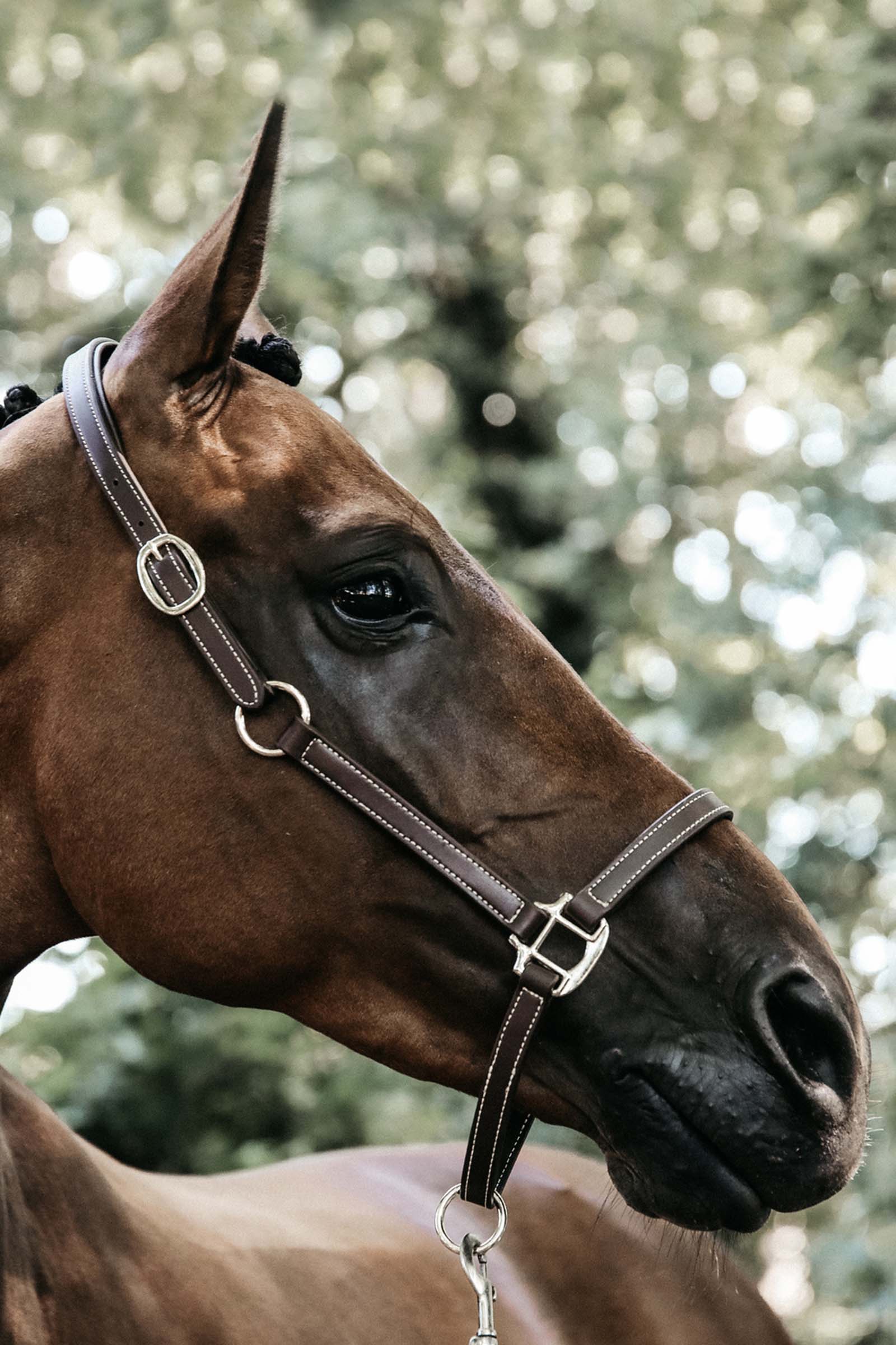 Kentucky Horsewear Leather Halter Flexible kopstuk