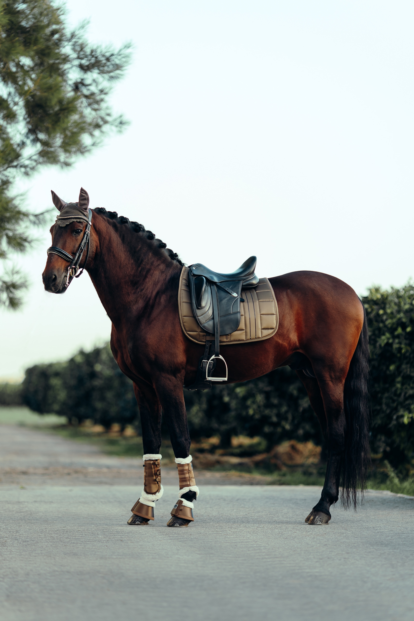 B Vertigo Drew Oornetje