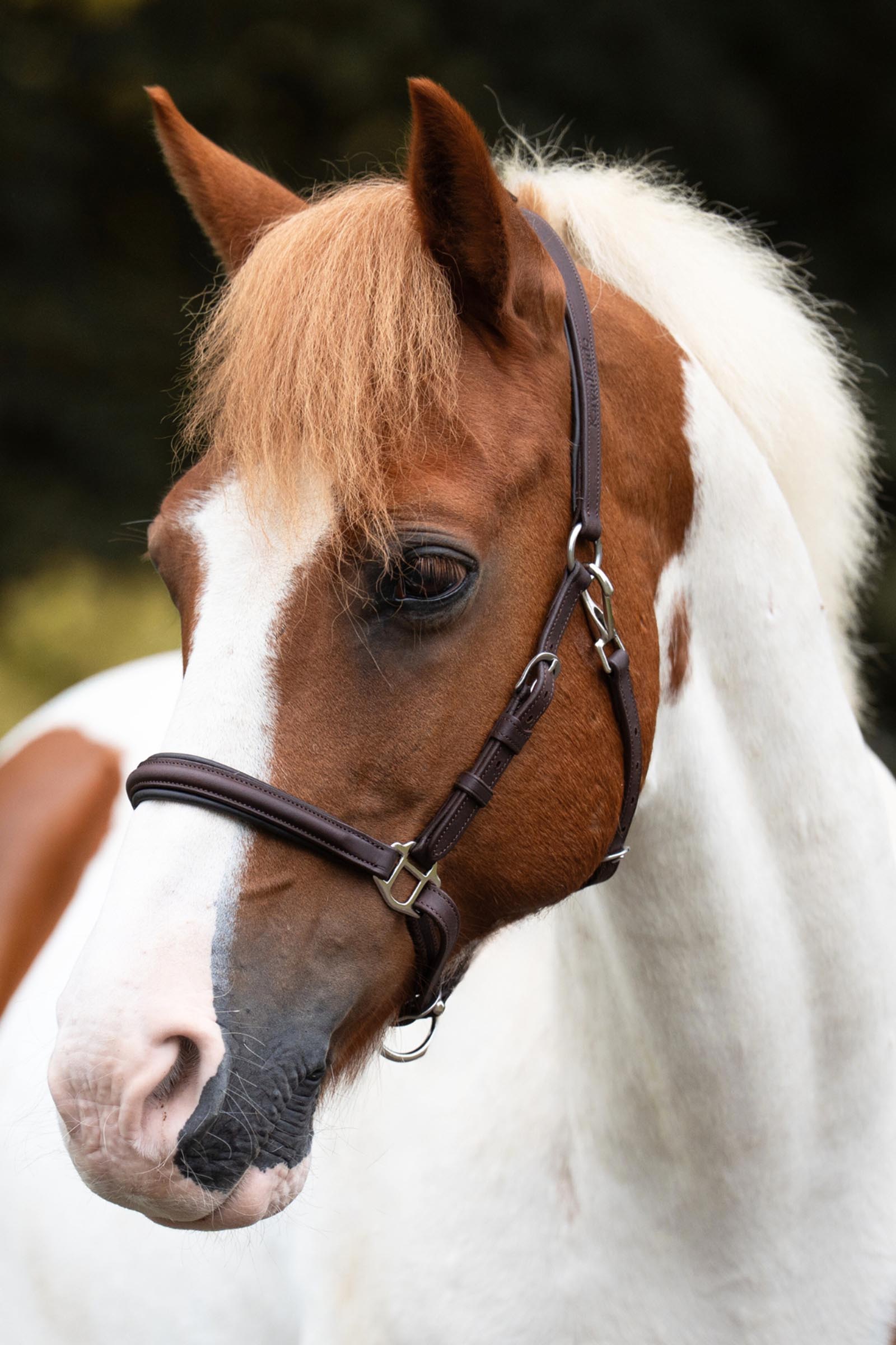 Kavalkade Artemis trektocht hoofdstel