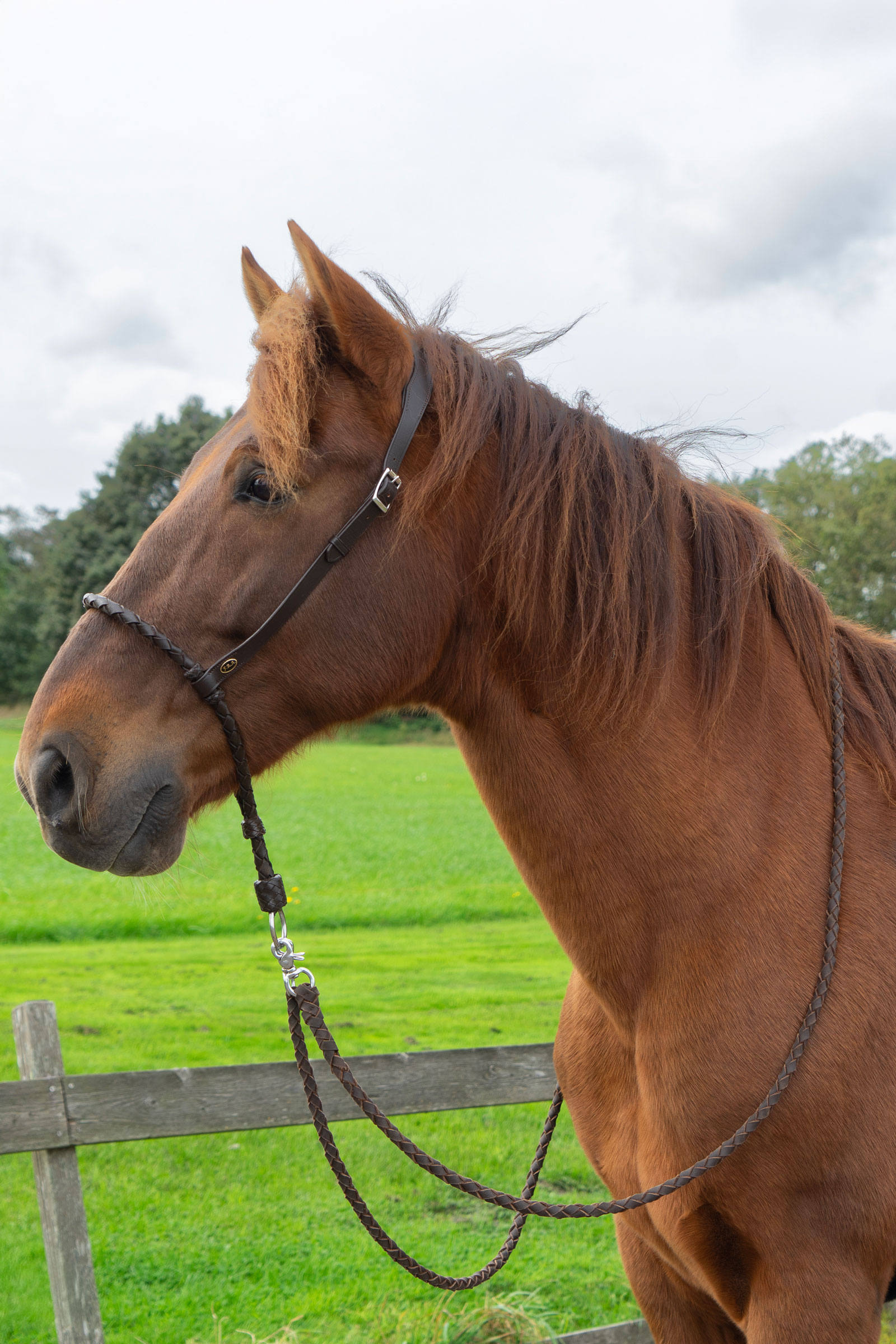 F.R.A. Freedom Riding Articles Bosal Tigo  