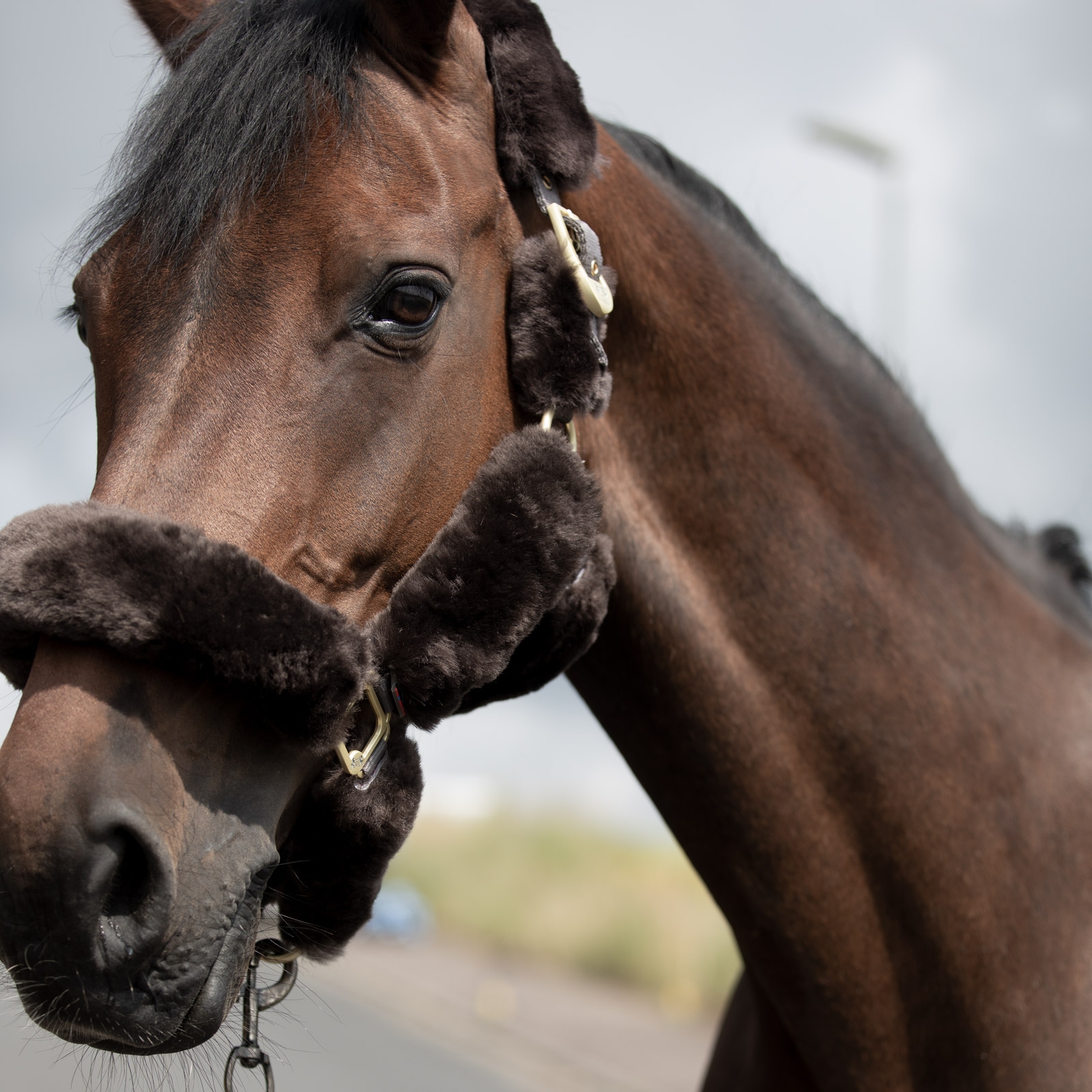 B Vertigo Tremblant Halster met lamsvel