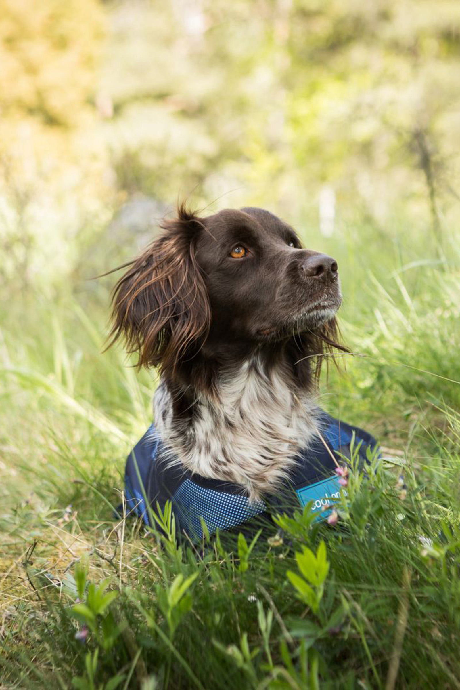 Back on Track Cool On Track hondenjas 2.0