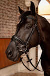 Horze Eternal Gaze Dressuur hoofdstel 