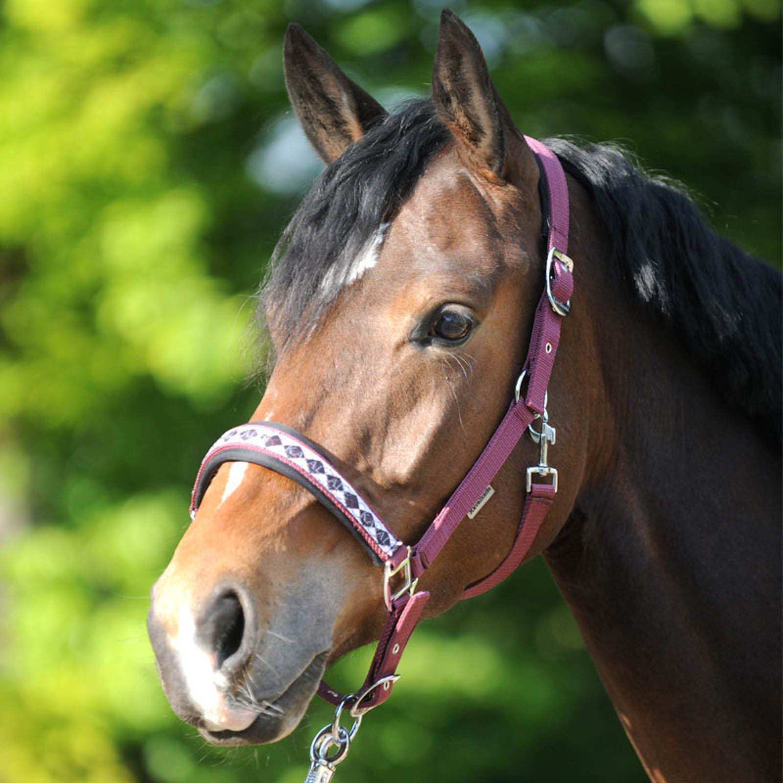 Kavalkade Classic Halster