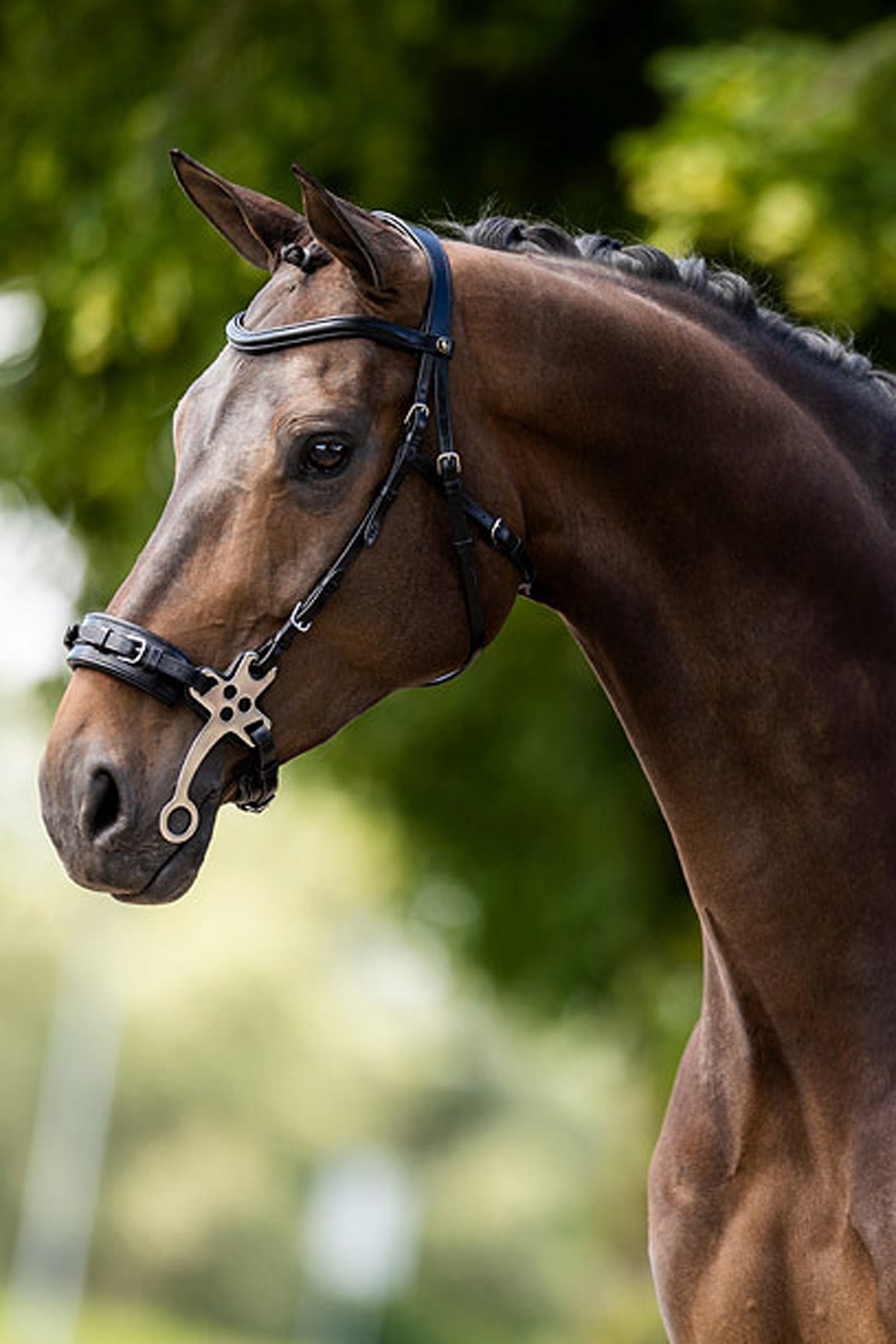 BR Lydney Anatomical Hackamore