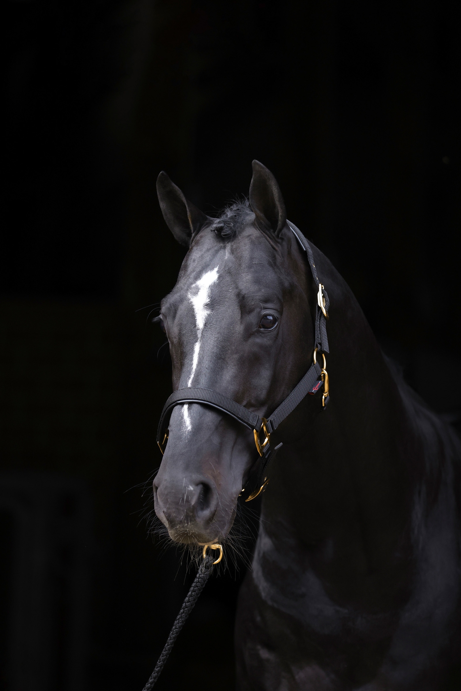 Covalliero TopLine halster